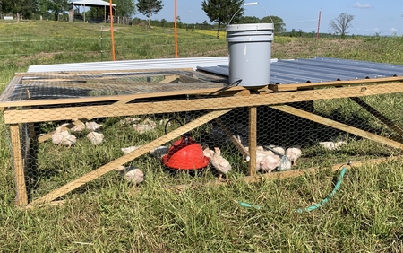 Chicken Tractor_1.jpg