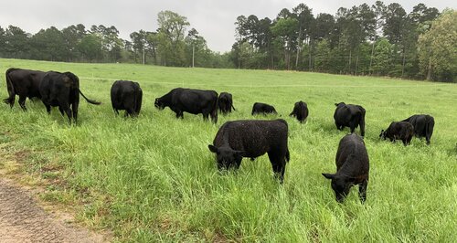 Cows Grazing Pasture.jpg