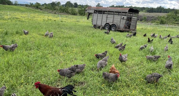 Laying Hens.jpg