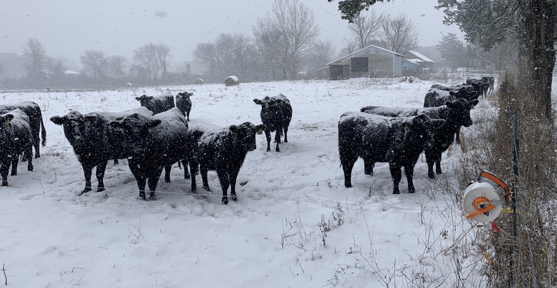 Snow Cows.jpg