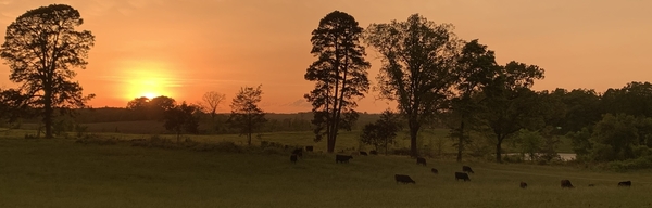 Sunset with Cows_1.jpg