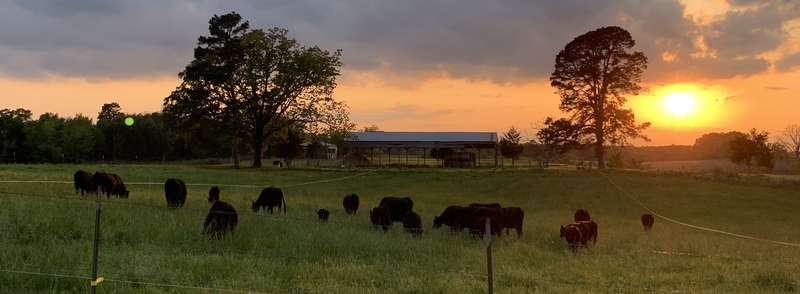 Sunset with Cows_6.jpg